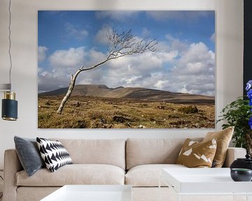 Lonely tree in Ierland van Bo Scheeringa Photography