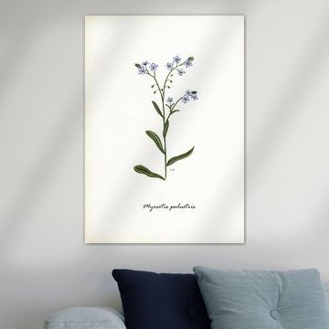 Sumpf-Vergissmeinnicht von Jasper de Ruiter