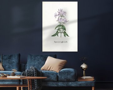 Soapwort by Jasper de Ruiter