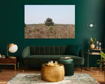 Un arbre solitaire sur la lande