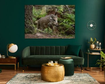 young wild boar on the Hoge Veluwe by Eric Wander