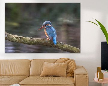 The blue flash, the kingfisher, looks at the stickleback swimming underneath him by Eric Wander