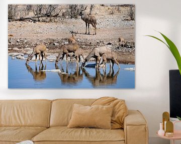 drinkende Kudu antilopen van Merijn Loch