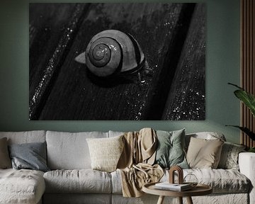 snail by Stefan Klaasen