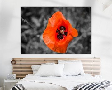 Roter Mohn von Sylvia Schuur