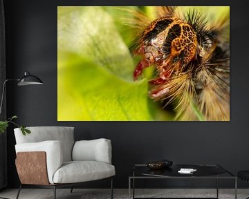 Rups van de Plakker Nachtvlinder(Lymantria dispar) met grote stekels op groen blad van Joost Adriaanse