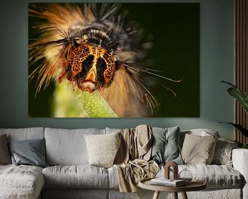 Chenille du Plakker Nachtvlinder (Lymantria dispar) avec de grandes épines sur des feuilles vertes. sur Joost Adriaanse