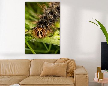 Rups van de Plakker Nachtvlinder(Lymantria dispar) met grote stekels op groen blad van Joost Adriaanse