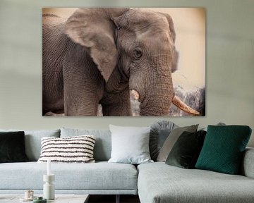 African elephant by Tilo Grellmann