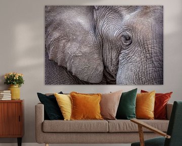 African elephant by Tilo Grellmann