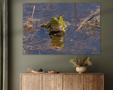 Portrait of a green frog