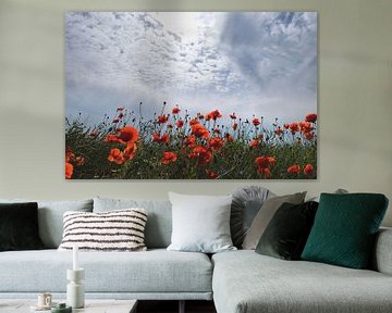 Zauberhafter Mohn von Ostsee Bilder