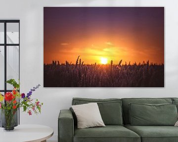 Sunset over the wheat fields. by Nicky Kapel