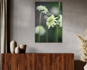 Blumen, weiß, natur