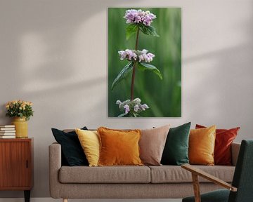 blumen, natur, rosa