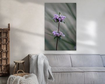 blumen, natur, rosa