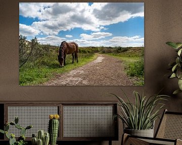 A grazing wild horse at the edge of the path. by Mandy Metz