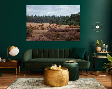 Deer oestrus on the park the Hoge Veluwe by Eric Wander