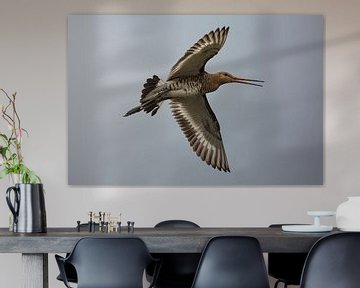 Die Uferschnepfe, Nationalvogel der Niederlande von Eric Wander
