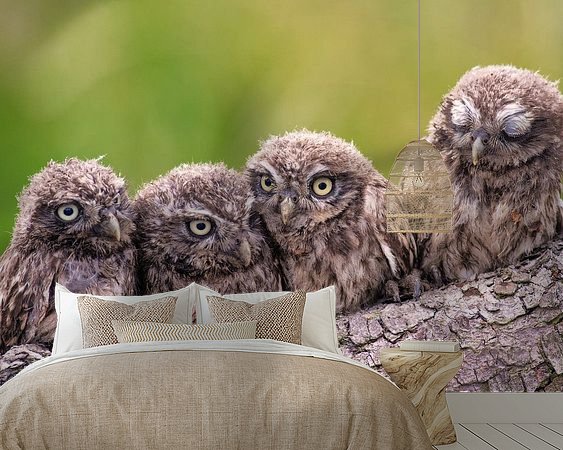 Aperçu de la chambre