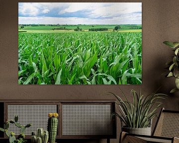 Corn landscape in southern Limburg by george vogelaar