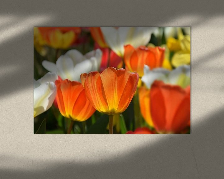 Impression: Tulips-Spring sur Markus Jerko