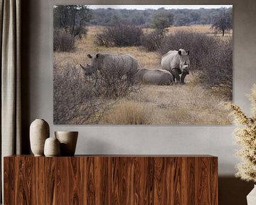 Les rhinocéros au Botswana sur Job Moerland