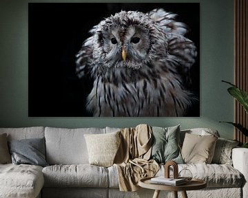 Owl in the night by Sander Gerritsen