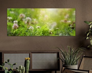 Meadow with flowering clover in the evening sun, natural background in panoramic format, copy space, von Maren Winter