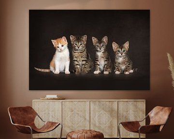 Kittens by Patrick Reymer