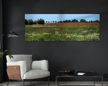 Field with poppy flowers and chamomile in a wide landscape, trees and bushes on the horizon against 