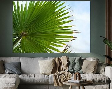 Green palm leaf from below against the blue sky with clouds, nature background, copy space, selected by Maren Winter