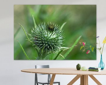 Stachelige Blütenknospe einer Distel vor einem verschwommenen grünen Hintergrund mit Kopierraum, Nah von Maren Winter