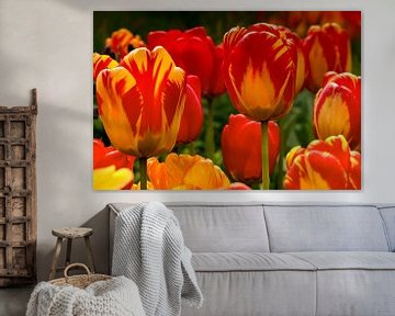 Tulpen op zijn mooist van Peter Bartelings