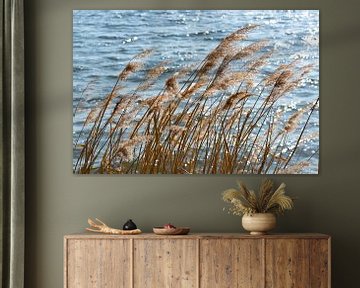 dry reed in the wind on the lake shore, selected focus by Maren Winter