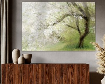 Blühender alter Kirschbaum, abstrakte Mehrfachbelichtung, die an ein Gemälde erinnert, Kopierraum, u von Maren Winter