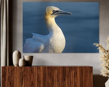 junger Basstölpel (Morus bassanus) Portrait, die Seevögel leben auf den Felsen der Insel Helgoland i