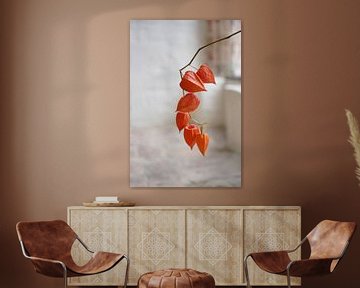 Chinesische Laterne (Physalis alkekengi), ein Zweig mit orangefarbenen Schalen als Dekoration in ein von Maren Winter
