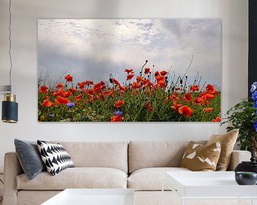 Poppy Field Panorama