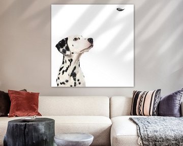Dalmatinerhund schaut auf eine schwebende Feder von Elles Rijsdijk