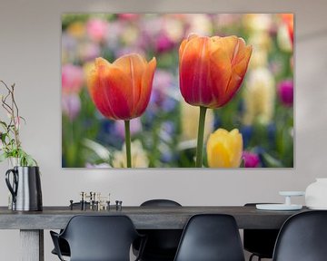 tulpen van Monique de Koning