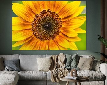 Goldgelbe Sonnenblume von Jolanda de Jong-Jansen