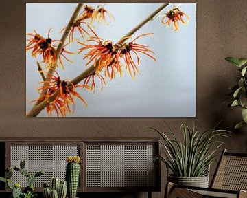 oranje bloeiende heksentak, geneeskrachtige plant Hamamelis tegen een grijze achtergrond met kopieer van Maren Winter