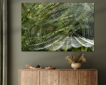 spinnenweb met dauwdruppels op een weiland in het ochtend achterlicht, tuinkruisspin (Araneus diadem van Maren Winter