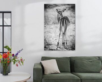 Impala in tegenlicht, zwart-wit
