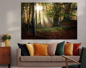 mooi oud bos in de herfst met zonnestralen, natuurlijke achtergrond, geselecteerde focus van Maren Winter