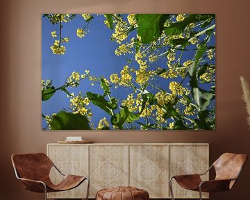 plantes de colza à fleurs jaunes vues d'en bas dans le ciel bleu clair, foyer sélectionné, profondeu sur Maren Winter