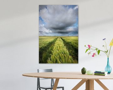 Grain fields Groningen - Dark clouds float over the grain fields in the Hoge Land of Groningen durin by Bas Meelker