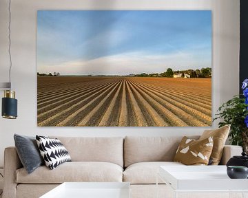 Champ de pommes de terre fraîchement labouré avec un motif en ligne droite et une perspective qui s' sur Sjoerd van der Wal Photographie