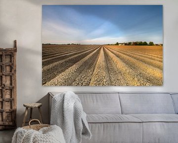 Champ de pommes de terre fraîchement labouré avec un motif en ligne droite et une perspective qui s' sur Sjoerd van der Wal Photographie